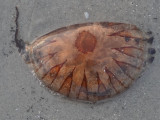 DSC02298